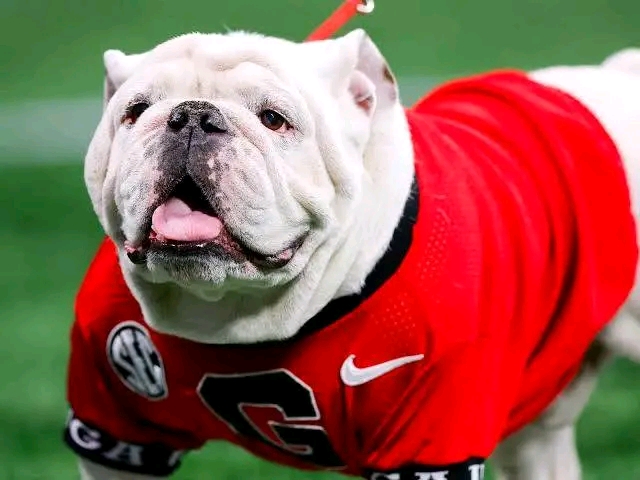 Bulldogs Shocks the College Football World with 3-Star QB Commitment for 2025, Starting In January…. See More….